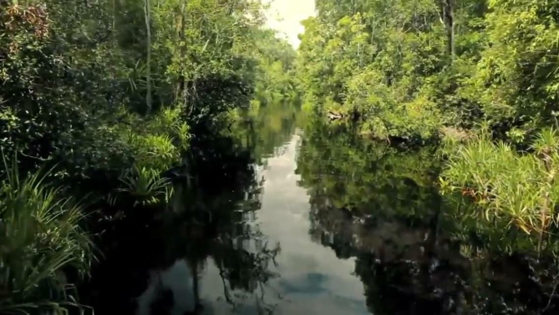 פאנגקלאן בון Orangutan Shaka Houseboat With Cabin מראה חיצוני תמונה