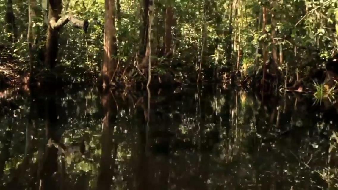 פאנגקלאן בון Orangutan Shaka Houseboat With Cabin מראה חיצוני תמונה